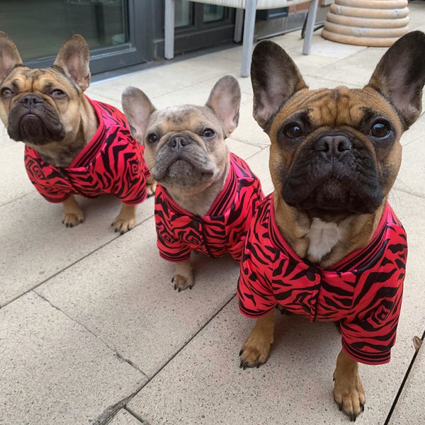 French bulldog 2024 wearing clothes