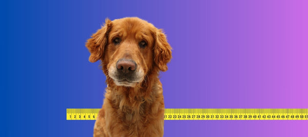 How to Measure a Dog for a Harness: Easy Step-by-Step Guide