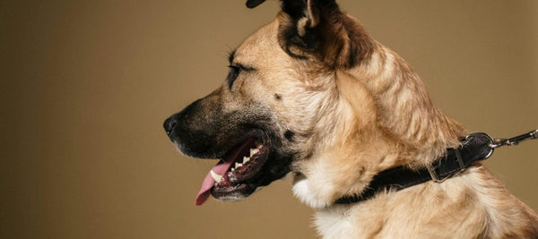 Why Is My Dog Breathing Fast? Understanding Causes and When to Worry