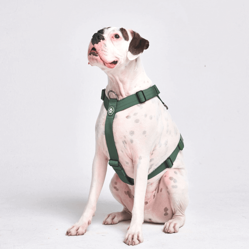 Green Harness