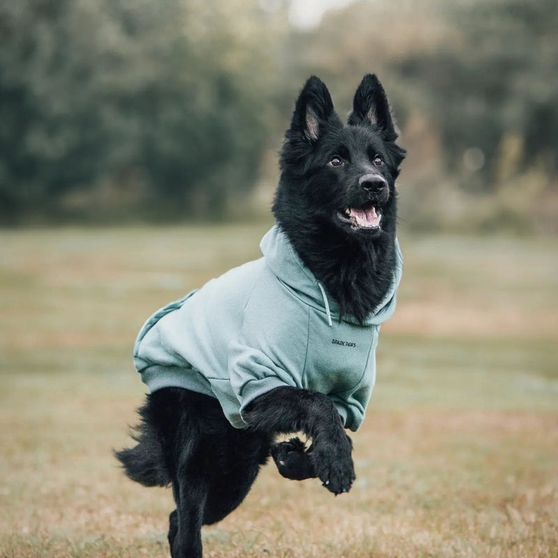 Essentielles Hunde Hoodie - Türkis