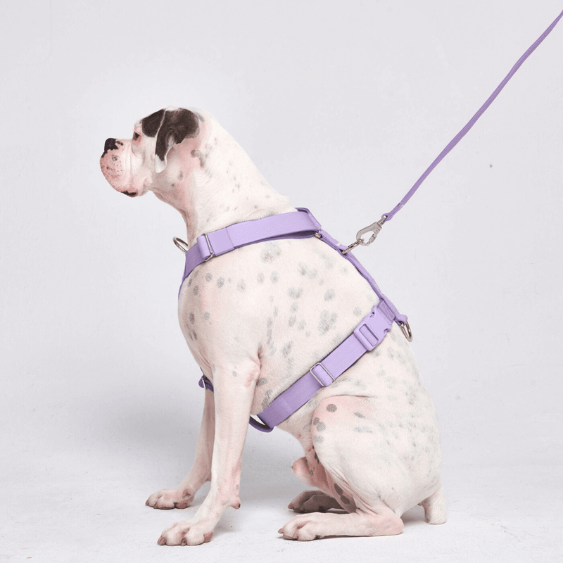 Lilac Harness